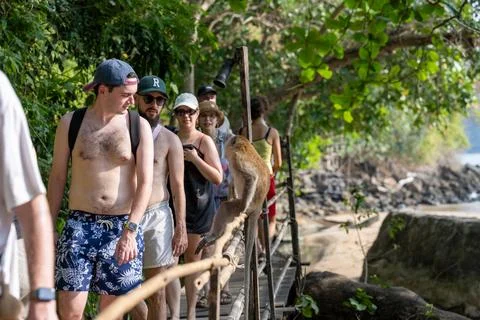 Visitors Walk Past Macaque on Monkey Trail Stock Photos