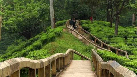 Visitors Walking Along a Curved Path Through a Tea Garden in Dibrugarh, Assam Vídeos de archivo 339763138