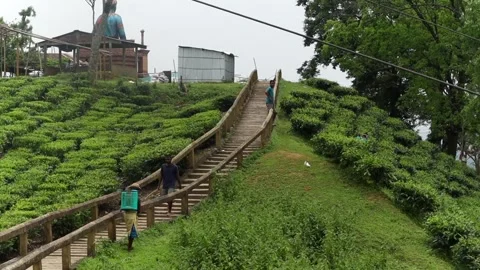 Visitors walking on elevated wooden pathway through tea plantation Stockbeeldmateriaal 337926934