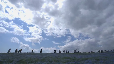 Visitors Walking Through Nemophila Fields - Hitachi Seaside Park, Japan Stock Footage 335058818