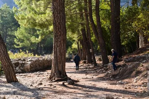 Visitors Walking Through Pine Forest Path in Olympos Ruins Stock Photos
