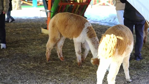 Visitors watch and interact with friendly alpacas at a farm in winter while enjo Video stock 331368537