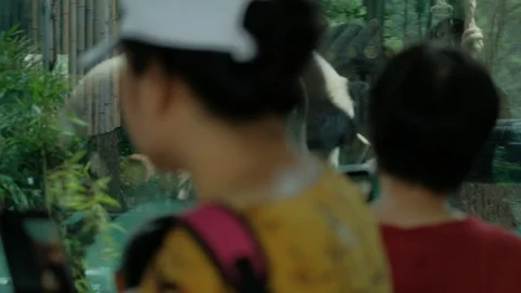 Visitors watch in front of the Panda Pavilion 스톡 동영상 113922940