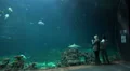 Visitors watching XXL shark fish tank with marine fishes HD Footage