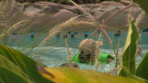 Visitors at Waterpark Floating-by in a Lazy River seen from Foliage Stock Footage 24996887