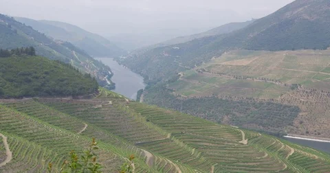 Vista Douro vinhateiro Stock Footage 77568370