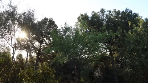 Vista through trees at sunset in park from runner view. Stock Footage 106098077