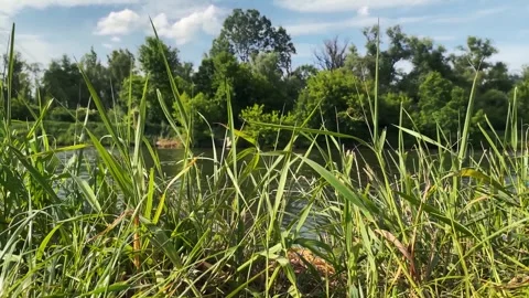 Vistula River Tranquility 動画素材 277739197