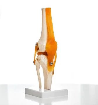 Visual anatomical model of the human knee-joint shows a structure of the knee Stock Photos