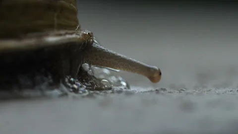 Visual and olfactory movable tentacles of land snail coming out of his shell Stock Footage 222623271