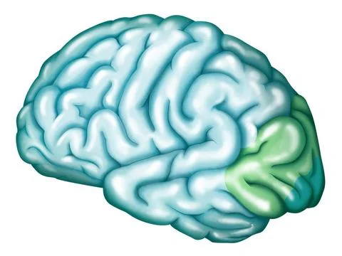  Visual cortex Occipital lobe : visual cortex. The occipital lobe correspo... Stock Photos