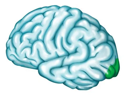  Visual cortex Primary visual area. Located at the extremity of the occipi... Stock Photos