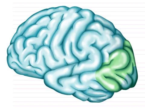  Visual cortex The visual association areas. The occipital lobe correspond... Stock Photos