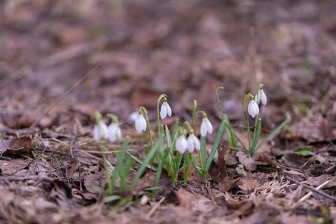 Visual documentation of snowdrop structures for scientific analysis and gui.. Stock Photos
