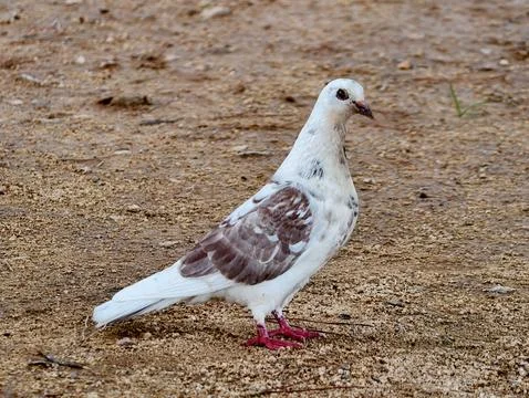 Visual exploration of white dove displaying distinctive markings and poised.. Stock Photos