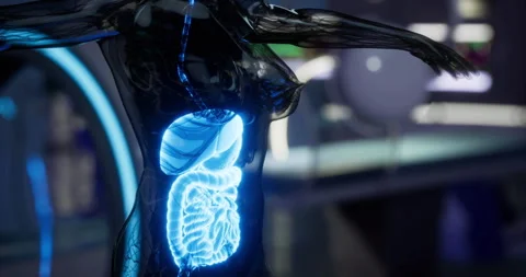 Visual of human organs highlighting structure and function Stock Footage 314261584