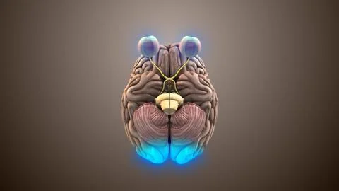 Visual Nerve Path Connecting Eye and Brain (2) Stock Illustration