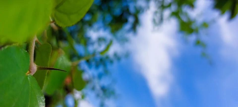 A visual representation of a clear blue sky with white clouds and green foliage. Stock Photos