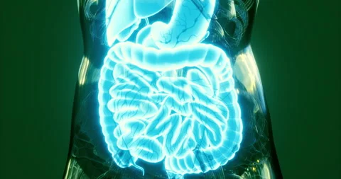 Visual representation of human digestive system anatomy and functions Video stock 321662821