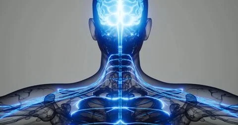 Visual representation of the human nervous system demonstrating neural pathwa Stock Illustration
