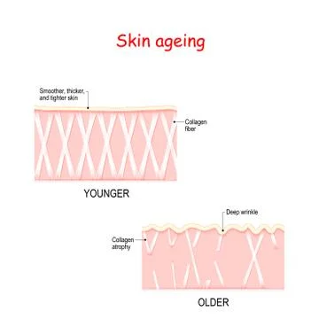 Visual representation of skin changes over a lifetime Stock Illustration