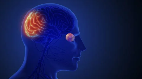 Visual Signals Transmitted Through Optic Nerve to Brain Stock Footage 306274419