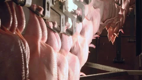 A visual sorting system for chicken carcass quality Stock Footage 122626511