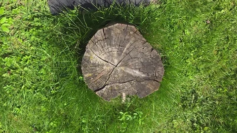A Visual Study of a Tree Stump Surrounded by Lush Green Grass: An Insight i.. Vídeos de archivo 333927314