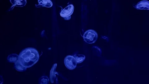 Visual symphony on the graceful spatial movements of a jellyfish Stock Footage 304622548