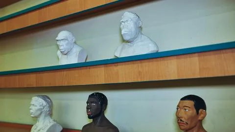 Visual timeline of human development, busts depicting stages of human evolution Stock Photos