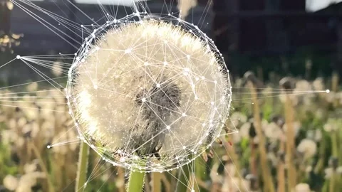 Visualisation of the fluffy dandelion as a small biosphere. Stock Footage 242217529