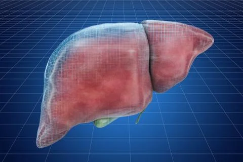 Visualization 3d cad model of human liver, 3D rendering Stock Illustration