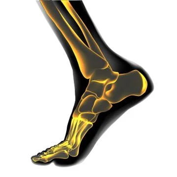 Visualization of bones of foot. Stock Illustration