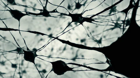Visualization of the brain or neural net. Stock Footage 68293710