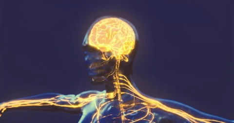 Visualization of human brain anatomy highlighting neural pathways Video stock 325028828