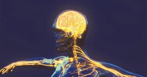 Visualization of human brain anatomy highlighting neural pathways Illustrazione stock