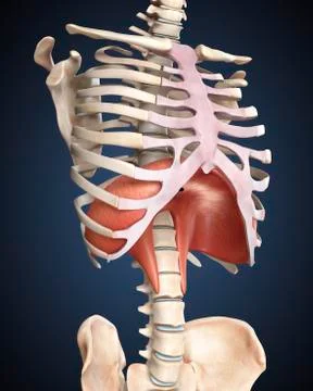 Visualization of human diaphragm. Illustrazione stock
