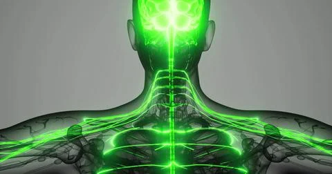 Visualization of the human nervous system highlighting key structures in gree 库存插图