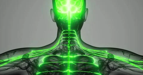Visualization of the human nervous system in vibrant green hues Illustrazione stock