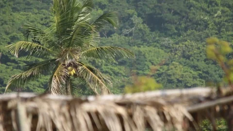 Visualization of the jungle heat air distortion of Veracruz, Mexico Stock-Footage 98377825