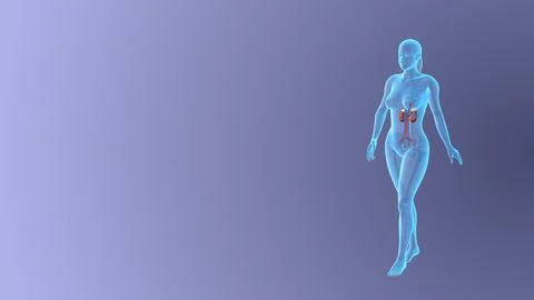 Visualizing the Female Urinary System while walking pose イラスト素材