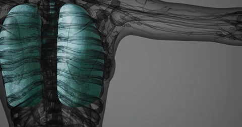 Visualizing human lungs for structure and function in medical education Stock Footage 325029911