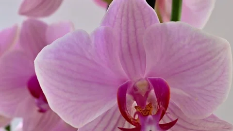 Visualizing a tour on pink orchid flowers Stock Footage 219876266