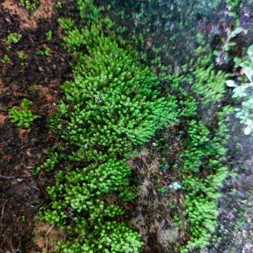 A visually appealing green moss background texture found in nature. Foto stock