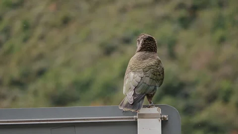 Visually Appealing Kea, Alpine Parrot of Fiordland, New Zealand Closeup Stock Footage 248279970