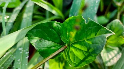 A visually pleasing display of wild green foliage in a garden environment. Stock Photos