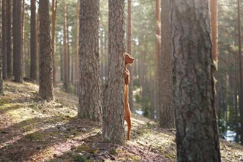 Viszla exploring forest with dappled light Stock Photos