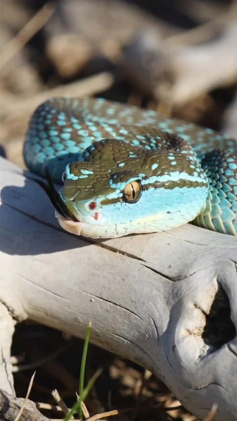 Vit viver snake on the ground Stock Footage 328023922