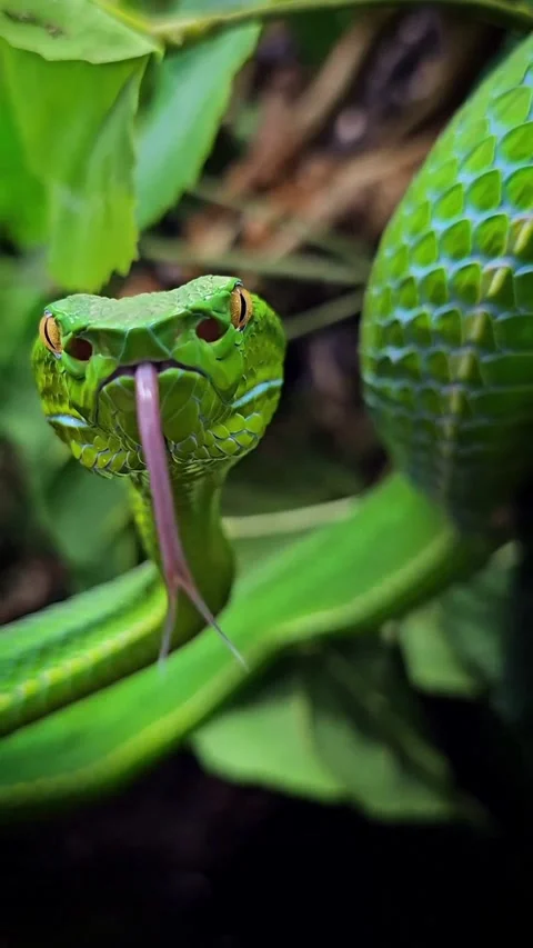 Vit viver snake on the ground Stockbeeldmateriaal 329678065