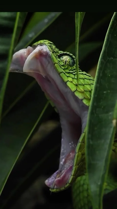 Vit viver snake on the ground 库存影片 329930219